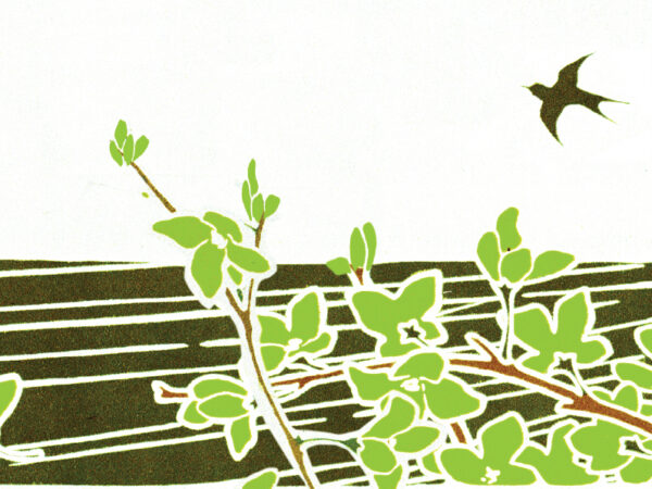 Master Luo's West Lake Long Jing - Shi Feng Old Tree  March 28th  2026
